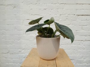 Juurakkovehka 'Alocasia sinuata'