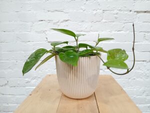 Posliinikukka on köynnöstävä ja helppohoitoinen viherkasvi