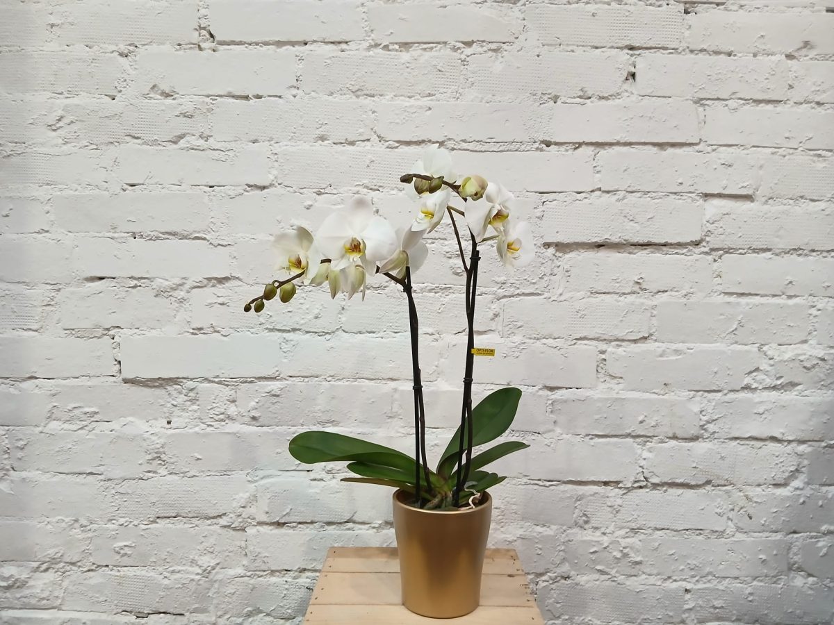 Valkoinen Phalaenopsis orkidea.