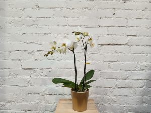 Valkoinen Phalaenopsis orkidea.