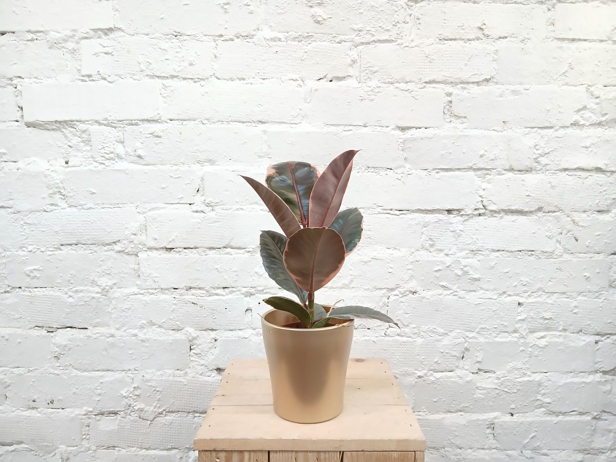 Ficus elastica "Belize"