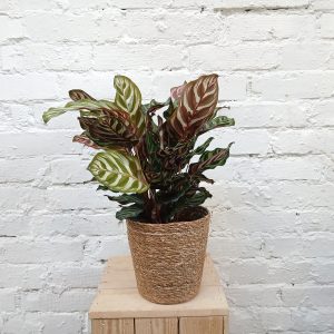 Isomaija Calathea roseopicta "Crimson"