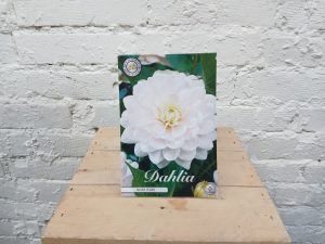 Valkoinen, hento vaaleanpunainen daalia