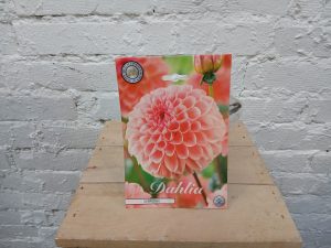 Persikansävyinen pallodaalia Sebastian