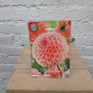 Persikansävyinen pallodaalia Sebastian