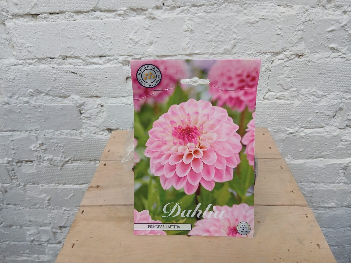 Vaaleanpunainen pallodaalian juurakko