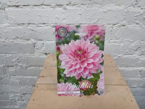 Vaaleanpunainen Anne Marie daalian juurakko.