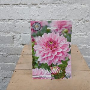 Vaaleanpunainen Anne Marie daalian juurakko.